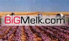 زمین زعفران در خراسان رضوی تربت حیدریه فروشی