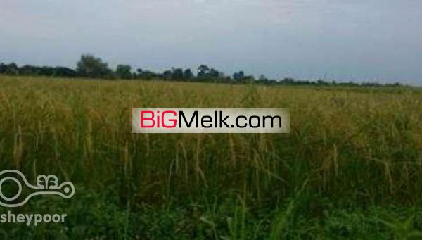 3900 متر مزرعه برنج | رودسر، کمربندی رودسر