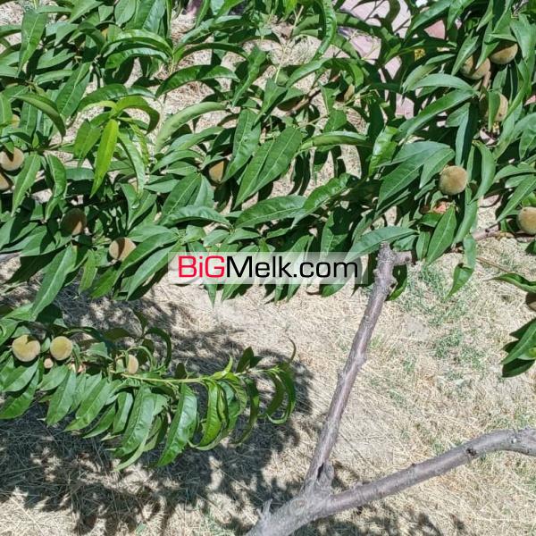 یک هتکار و 110 متر مربع باغ در کرج ( نظر آباد )