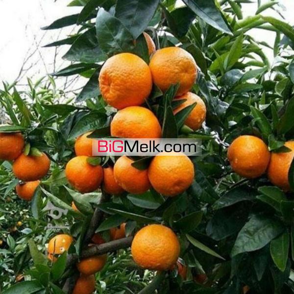 فروش زیر قیمت فوری