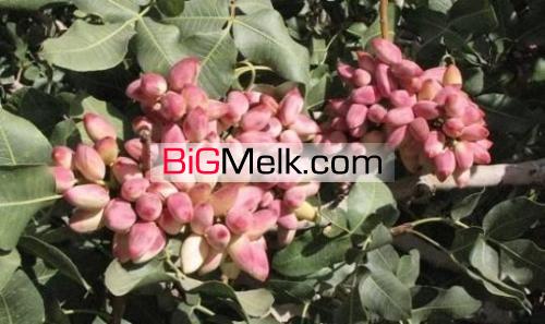 ۱۲هکتارملک که۳هکتارآن باغ پسته است