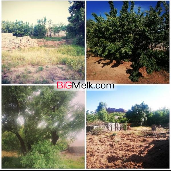 فروش باغ در چترود کرمان