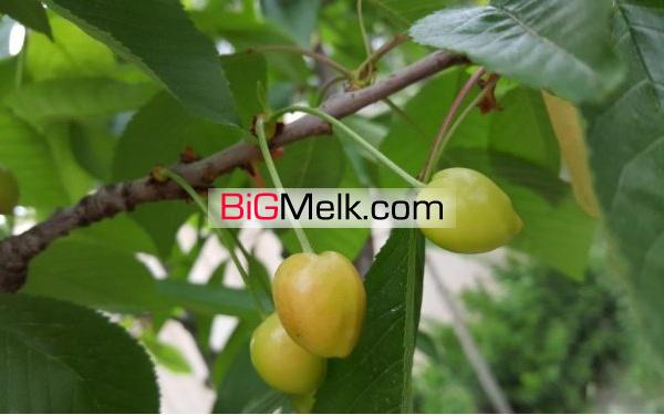 500 متر باغ ویلا سه راه فردوسی