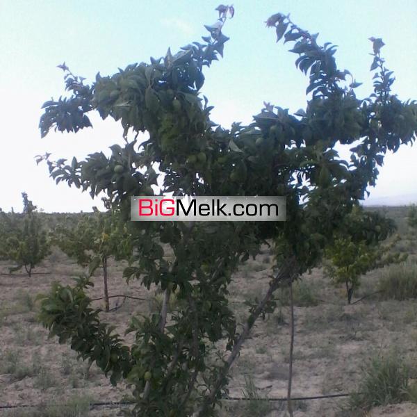 باغ میوه فروشی در چناران