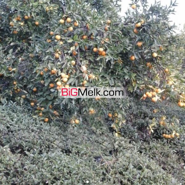 باغ پرتقال و چایی درارتفاعات گیلان