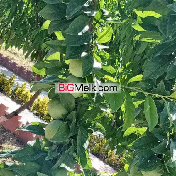 یک هتکار و 110 متر مربع باغ در کرج ( نظر آباد )
