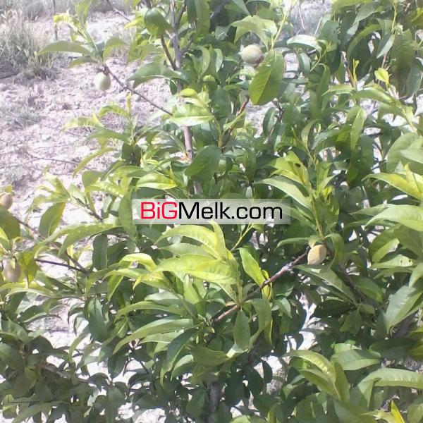 باغ میوه فروشی در چناران