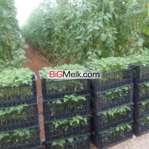 فروش اقساطی گلخانه