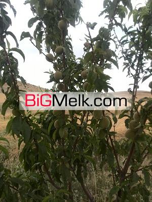 یک سوم کل روستا(60 هکتار)زمین کشاورزی و باغ