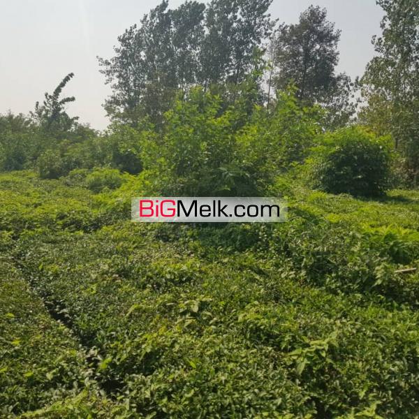 ۲۰۵۰ متر باغ چایی برای ویلاسازی