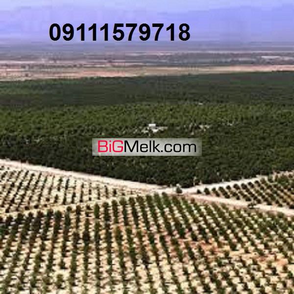 فروش  زمین 5000 هکتاری کشت وصنعت
