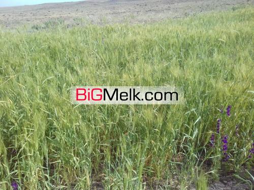 ۳۰۰هکتار مزرعه کشت و صنعت و زمین دایر کشاورزی