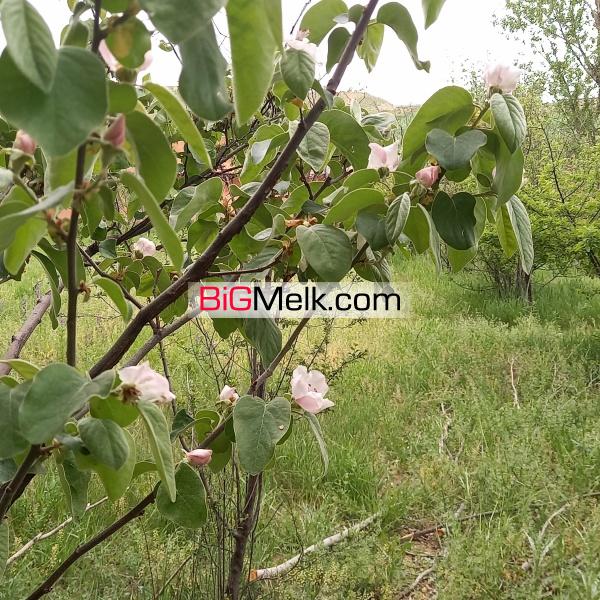 فروش ویژه باغ تجاری-توریستی