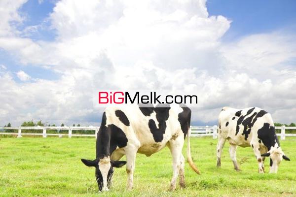 ۱۳۰ هکتار زمین کشاورزی و گاوداری ۱۵۰ راسی