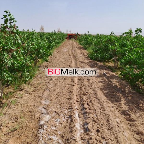 زمین کشاورزی پسته