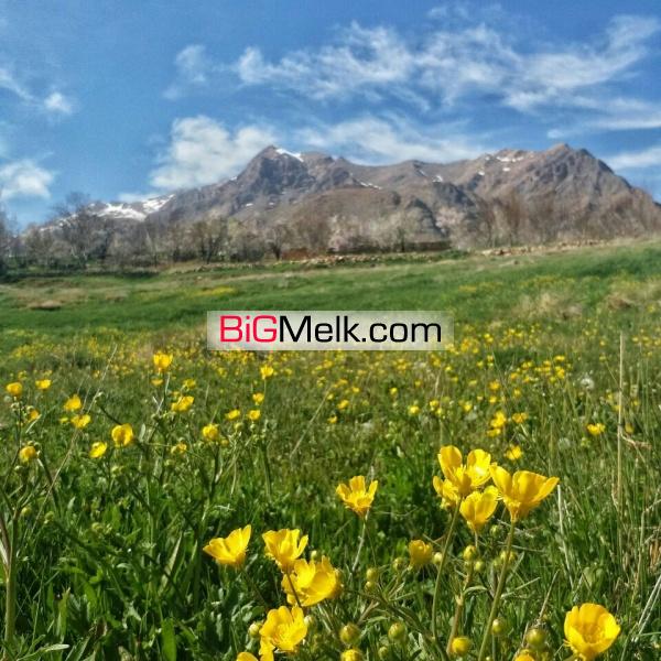 فروش 4هکتار زمین کشاورزی