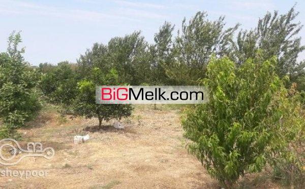 باغ مرکبات | بابل، جاده بابل کیاکلا روستا کلهودشت