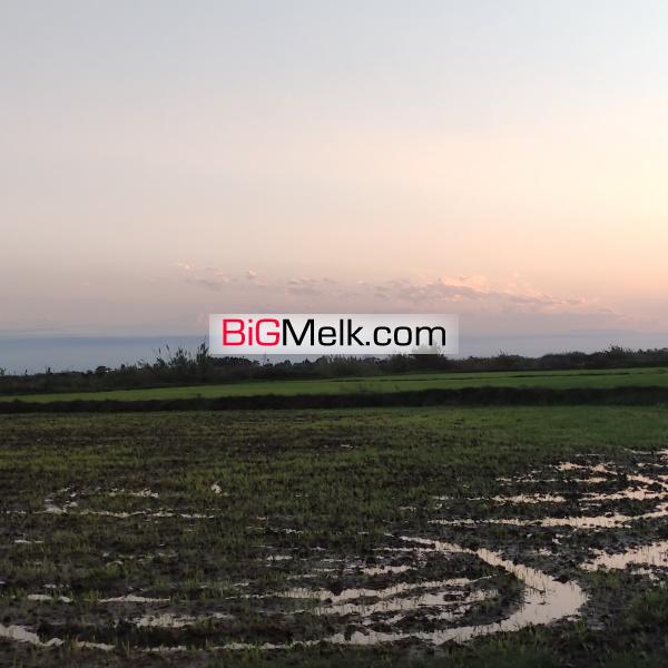 زمین کشاورزی ،