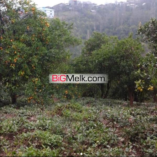 باغ پرتقال و چایی درارتفاعات گیلان