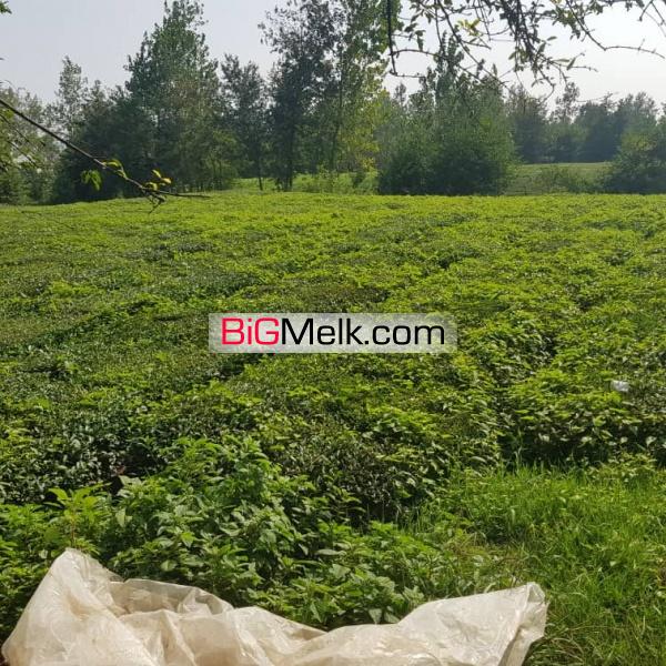 ۲۰۵۰ متر باغ چایی برای ویلاسازی
