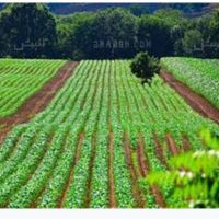 زمین کشاورزی ۱۰۰۰۰مترآبی وزمین دیمه۱۵۰۰۰متر مشاع