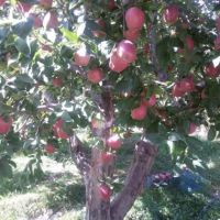 باغ جابان دماوند 1800متر | آبسرد، جابان