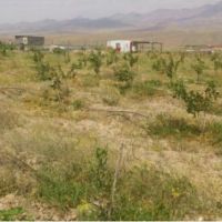 باغ پسته  عالی در آذربایجان شرقی