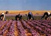 زمین زعفران در خراسان رضوی تربت حیدریه فروشی