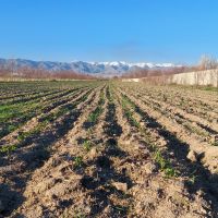 زمین کشاورزی با آب و امکانات کافی